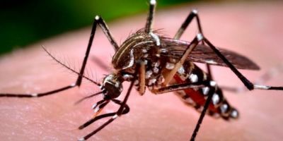Em uma semana, casos prováveis de dengue sobem 80% no Brasil