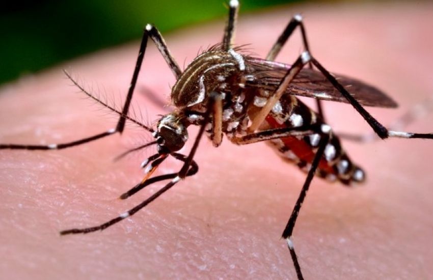 Em uma semana, casos prováveis de dengue sobem 80% no Brasil 