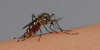 Rio Grande do Sul registra segunda morte por dengue em 2024