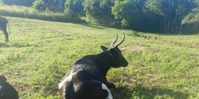 Vaca dá à luz bezerros gêmeos de sexos diferentes em Cerro Grande do Sul