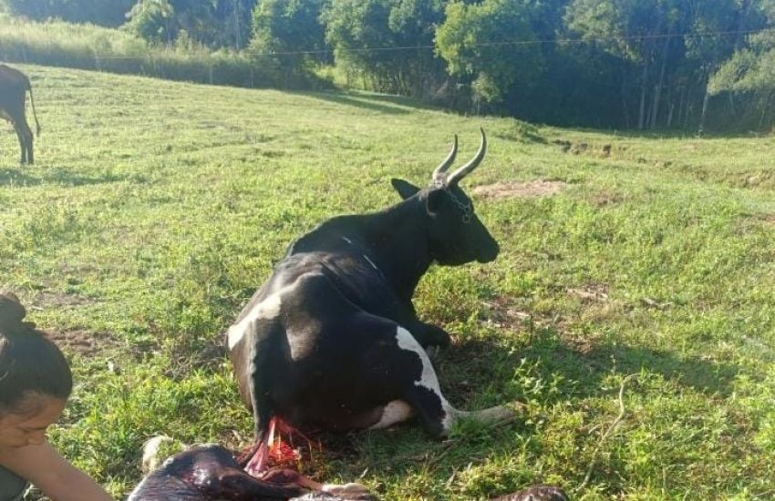 Vaca dá à luz bezerros gêmeos de sexos diferentes em Cerro Grande do Sul 