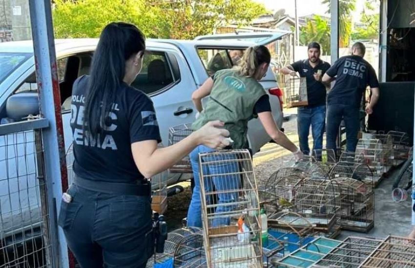 Polícia Civil apreende pássaros de espécie ameaçada de extinção em Gravataí 
