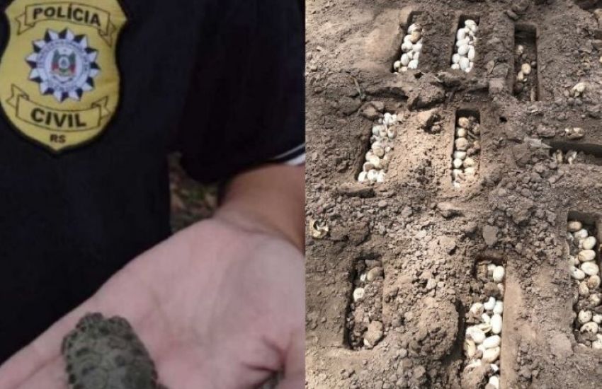 Polícia Civil apreende dois mil ovos de tartarugas em Rio Grande 