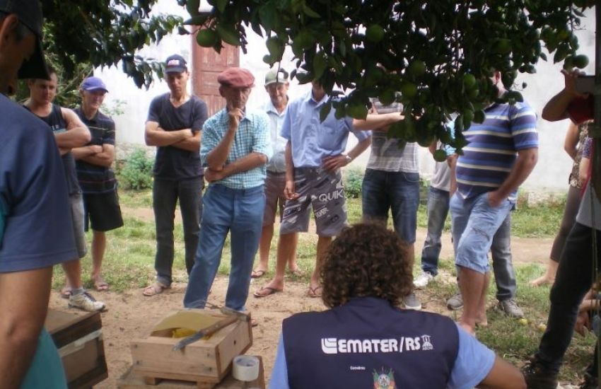 Reintrodução das abelhas Jataí em Dom Feliciano: Emater realiza trabalho de preservação e conscientização 