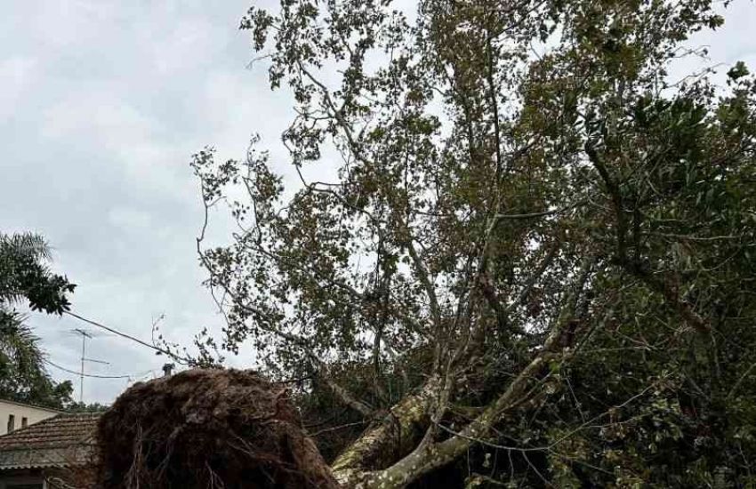 Forte temporal resulta em quedas de árvores, falta de energia elétrica e cancelamento de aulas em São Lourenço do Sul 