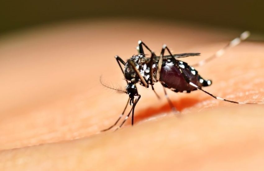 Brasil contabiliza mais de 2 milhões de casos de dengue 