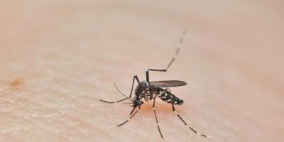 Camaquã soma oito casos de dengue em 2024