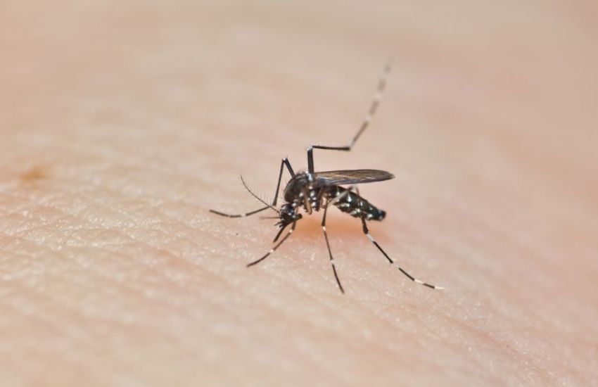 Camaquã soma oito casos de dengue em 2024 