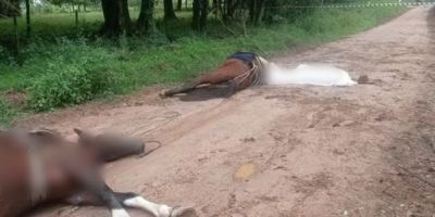 Homem e dois cavalos são encontrados sem vida em Bagé  