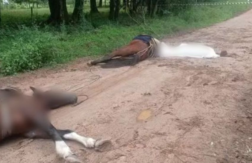 Homem e dois cavalos são encontrados sem vida em Bagé   