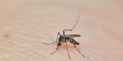 RS chega a 60 óbitos causados pela dengue em 2024