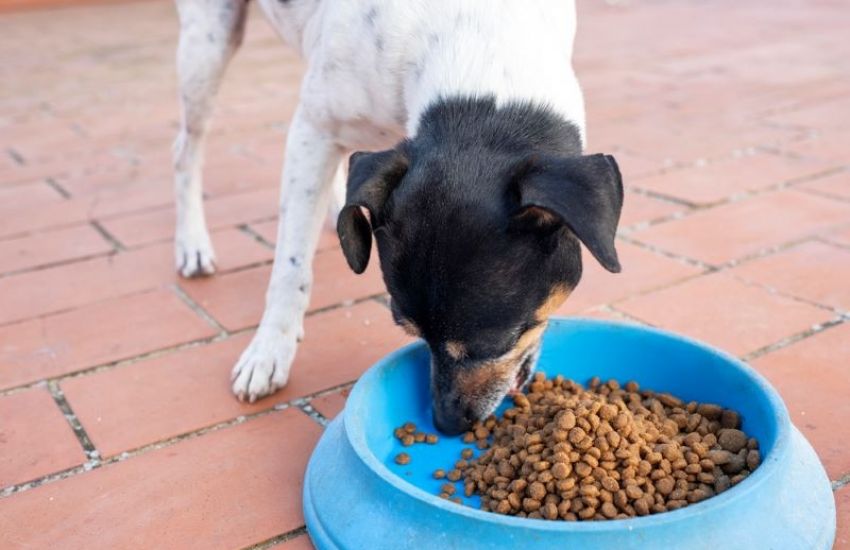 Confira quais alimentos podem ser oferecidos para os cães   