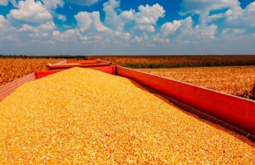 Safra de grãos no RS deve ser 45,3% maior, aponta levantamento da Conab 