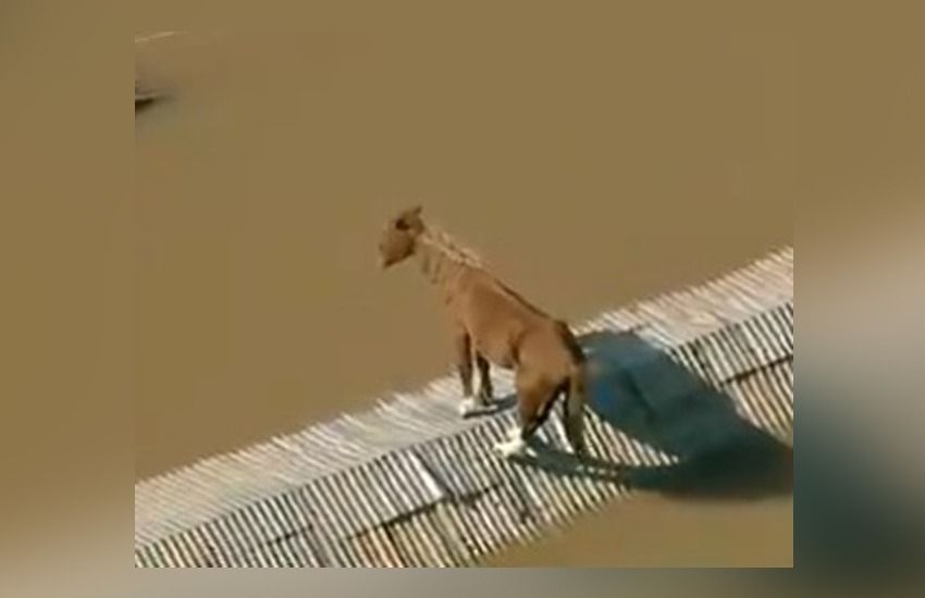 Após enchentes, cavalo fica ilhado em cima de casa em Canoas 