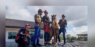 Cavalo caramelo é resgatado de telhado de casa no Rio Grande do Sul