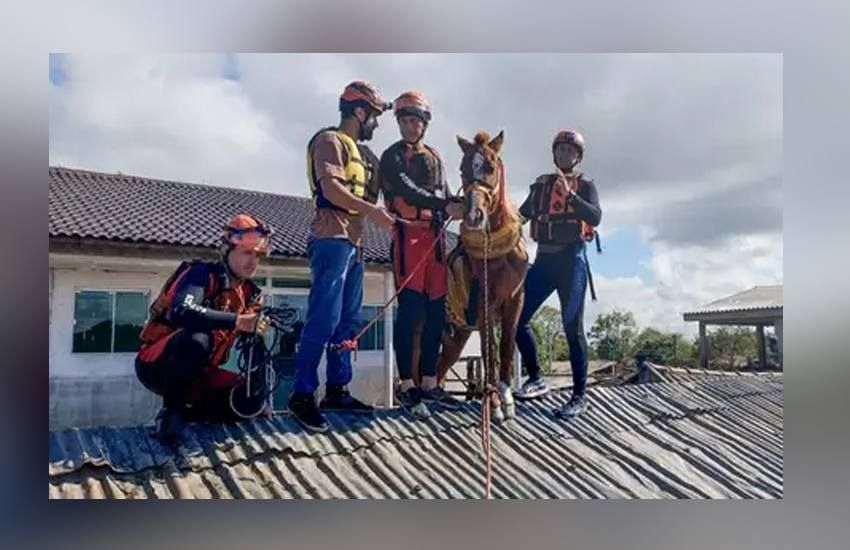 Cavalo caramelo é resgatado de telhado de casa no Rio Grande do Sul 