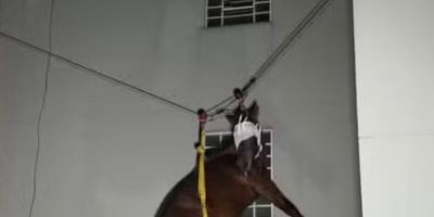 Bombeiros resgatam égua que estava no 3º andar de prédio no RS