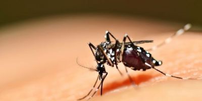 Brasil ultrapassa cinco milhões de casos prováveis de dengue   
