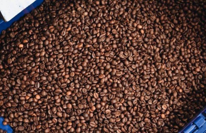 Conab estima produção de café em 58,81 milhões de sacas na safra 2024 