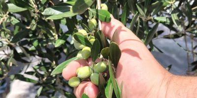 Produtores vão debater criação de cooperativa para impulsionar o azeite de oliva gaúcho