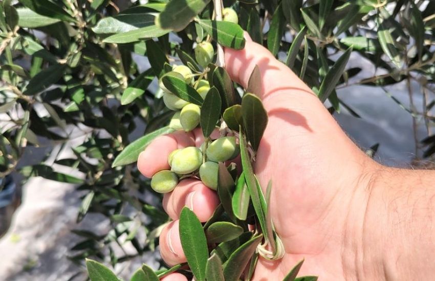 Produtores vão debater criação de cooperativa para impulsionar o azeite de oliva gaúcho 