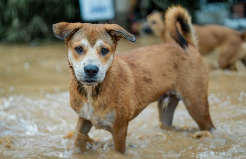 Governo do RS inicia castração de animais resgatados das enchentes 