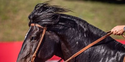 Classificatória ao Freio de Ouro movimenta ciclo do Cavalo Crioulo em Santa Catarina   