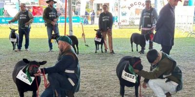 Mais de 870 ovinos estarão em pista na Expointer 2024