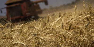 Soja e trigo registram queda nos preços nesta segunda-feira (3)