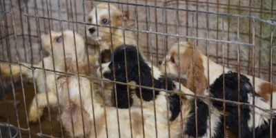 Operação da PC resgata mais de 100 animais em situação de maus-tratos no RS