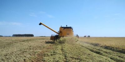 Colheita do arroz atinge 39,63% da área semeada no Estado