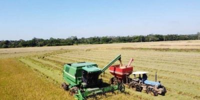 Contratos de Opção de Venda: Conab anuncia R$ 300 milhões para apoiar produtores de arroz