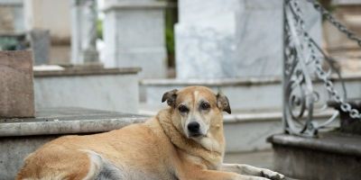 Justiça decreta prisão de homem que matou cachorro afogado
