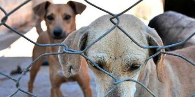 Senadores querem endurecer punição para maus-tratos a animais  