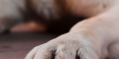 Justiça determina busca e apreensão de animais mantidos em situação de maus‑tratos em Gravataí