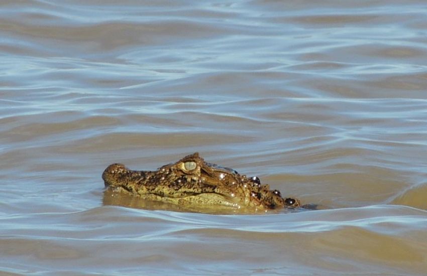 Alerta aos banhistas: identificado filhote de jacaré na Laguna dos Patos, em Arambaré 