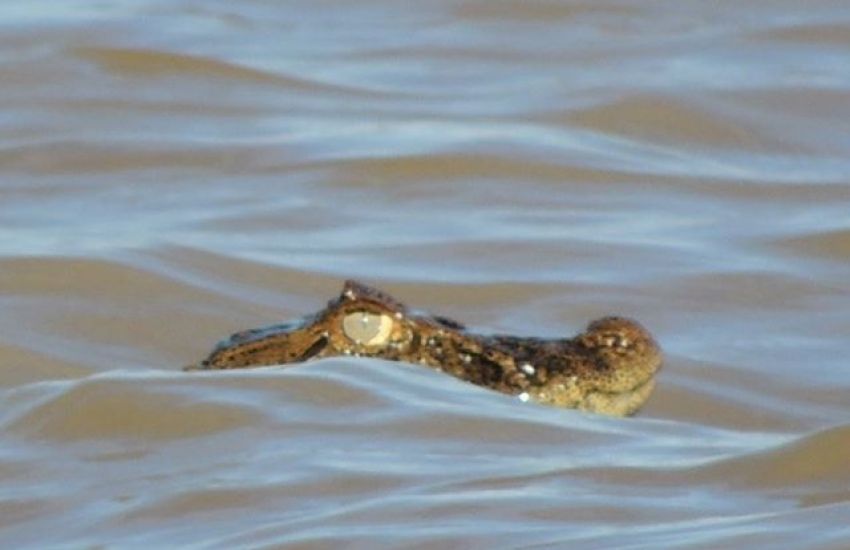 Alerta aos banhistas: identificado filhote de jacaré na Laguna dos Patos, em Arambaré 